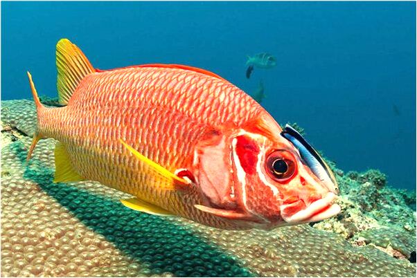 夢見去世的親人要帶自已走是什麼意思_周公解夢官網