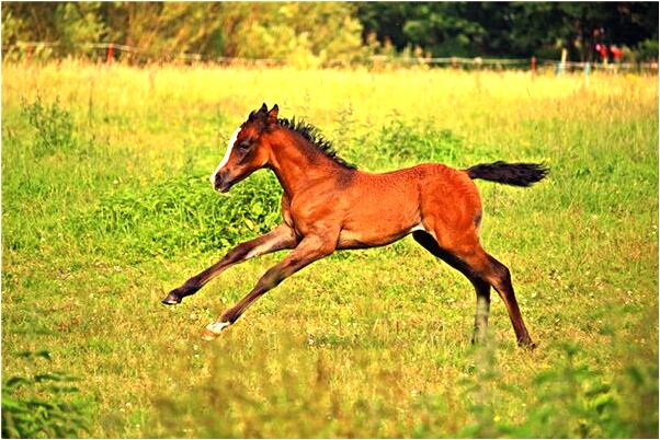 夢見和仙去的父親說話有什麼徵兆_周公解夢官網