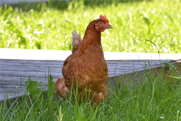 夢見雞生病啥意思_周公解夢