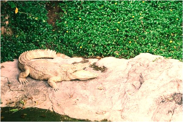 夢見深褐色大蜘蛛預示什麼_周公解夢官網