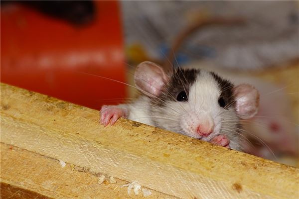 夢見被老鼠咬手_周公解夢