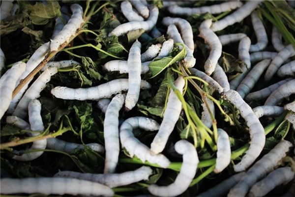 夢到了咀蟲意味什麼_周公解夢