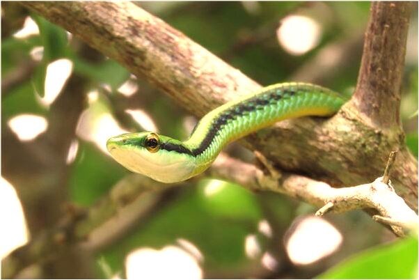 夢到了媽媽剛買的電腦丟啦代表什麼_周公解夢官網