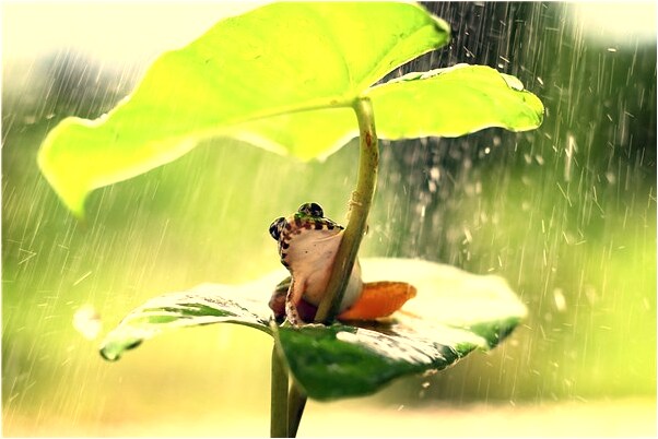 夢到了抓田螺做的吃什麼預兆_周公解夢官網