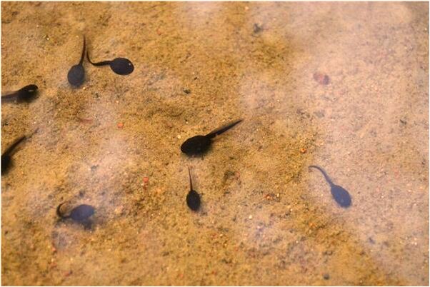 夢到祖墳壞啦咋辦是什麼啟示_周公解夢官網