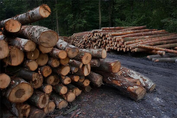 夢到了松木預示著什麼_周公解夢