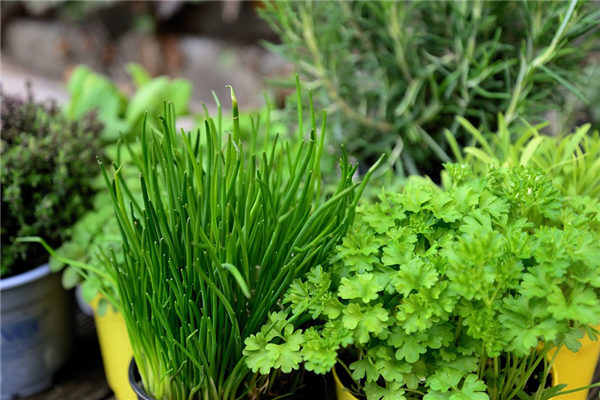 夢見摘韭菜是凶兆還是吉兆_周公解夢