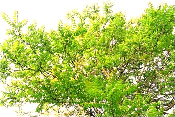 夢到了汽車從陡坡退下來有什麼徵兆_周公解夢官網