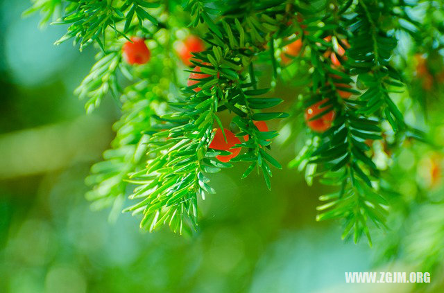 夢見老公瘦了_周公解夢夢到老公瘦了是什麼意思_做夢夢見老公瘦了好不好_周公解夢官網