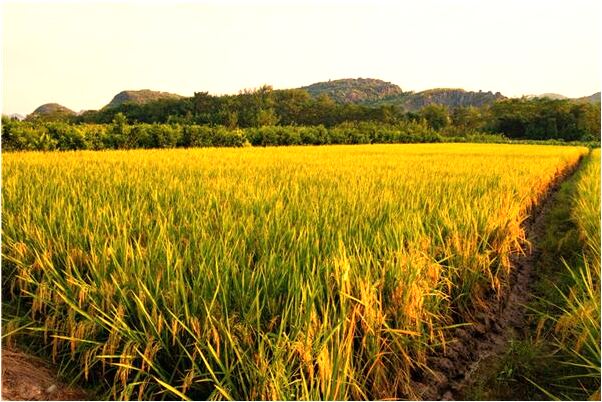 夢見兩條魚在水箱裡交配啥意思_周公解夢官網