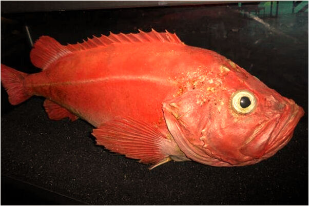 夢到室友失蹤是什麼預兆？_周公解夢官網