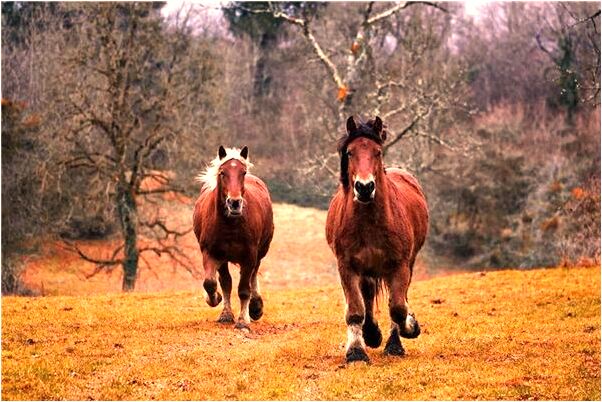 夢見老公褲子破了代表什麼_周公解夢官網