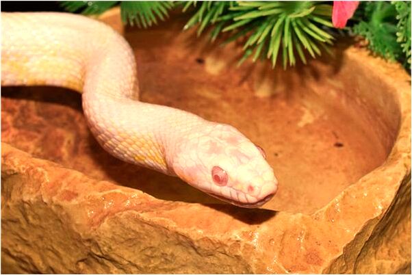 夢到送頭破的小孩子去醫院有什麼說法_周公解夢官網