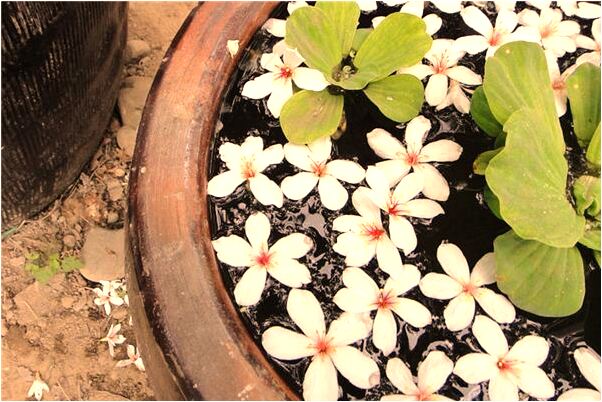 夢見打傳銷有什麼含義_周公解夢官網