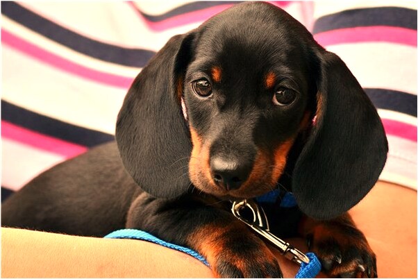 夢到我長鬍鬚鬍預示什麼_周公解夢官網