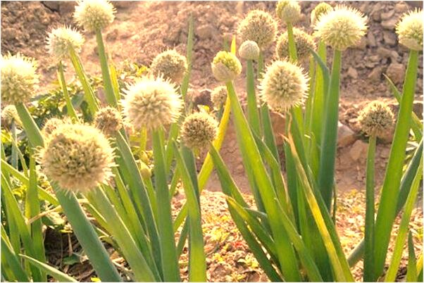 夢到了去世的親人活著怎么樣_周公解夢官網