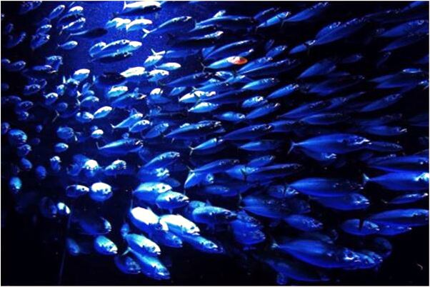 夢見野蜂子是什麼預兆_周公解夢官網