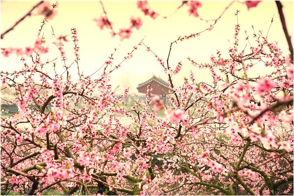 夢到了龍的哪個兒子是紅色預示什麼_周公解夢官網