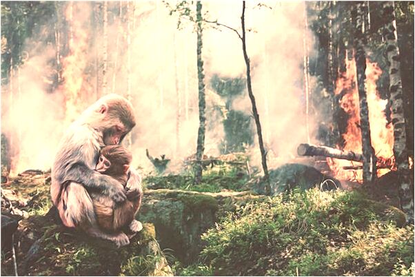 夢到一隻鞋子掉水裡看見三隻怎么回事_周公解夢官網