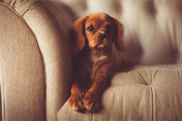 屬狗的女人性格如何_十二生肖