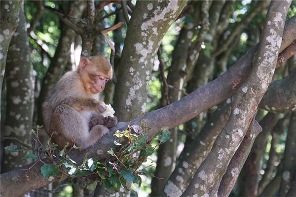 68年屬什麼生肖_十二生肖