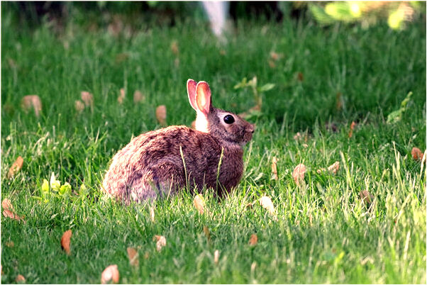 夢到機器貓大結局是好是壞_周公解夢官網