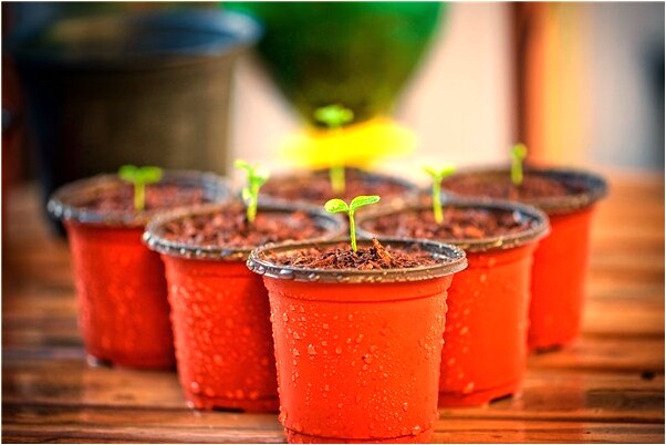 夢見心臟囊腫是啥意思_周公解夢官網