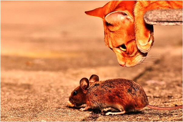 夢見捉到大王八放在家了意味著什麼_周公解夢官網