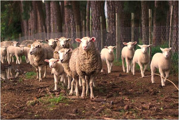 夢到了二條打莽蛇怎么樣_周公解夢官網