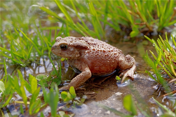 夢到一隻癩蛤蟆怎么樣_周公解夢