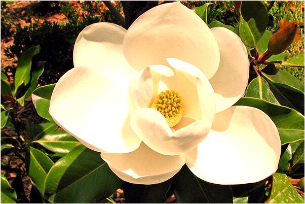 夢到了背著同事下地洞是什麼啟示_周公解夢官網