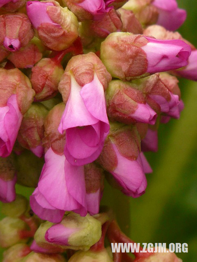 夢見鞋被水沖走了一隻_周公解夢夢到鞋被水沖走了一隻是什麼意思_做夢夢見鞋被水沖走了一隻好不好_周公解夢官網