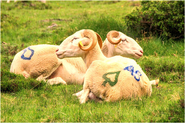 夢見孩子身體是骨頭預示什麼_周公解夢官網