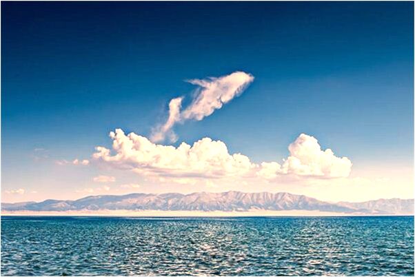 夢到很多小樹什麼寓意_周公解夢官網