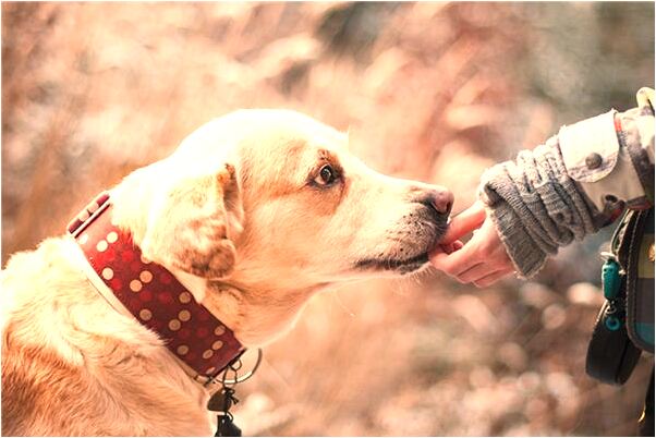 夢到了姐姐好多錢是什麼意思_周公解夢官網