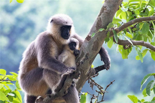 屬猴的年齡和性格_十二生肖