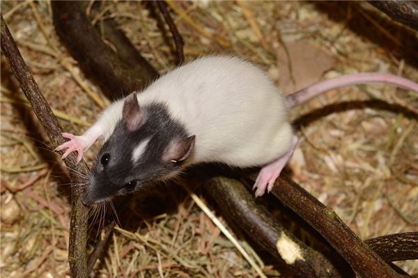 1972屬鼠未來十年貴人_十二生肖