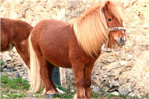 夢見夢騾馬什麼預兆_周公解夢官網