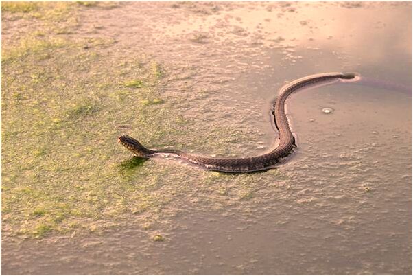 夢到了跟警察追逃怎么說_周公解夢官網