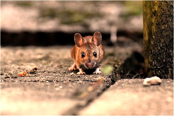 夢到買到壞衣服預示了什麼_周公解夢官網