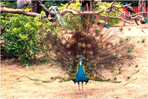 夢到了家裡兩個門是好是壞_周公解夢官網