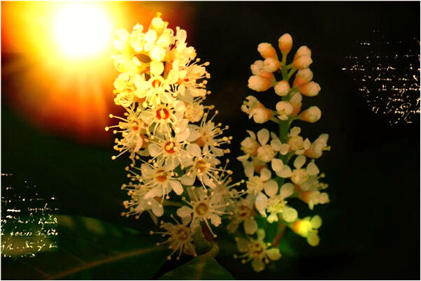 夢見已故老人要人陪預示了什麼_周公解夢官網