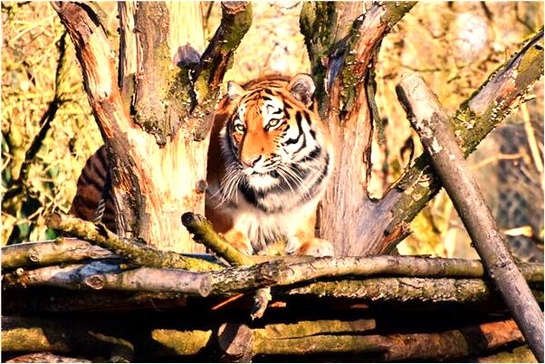 夢到了自己爸媽不支持我的婚姻是吉兆嗎?_周公解夢官網