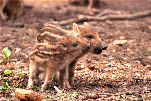 夢到大白蛇把自己吞了自己沒死什麼寓意_周公解夢官網