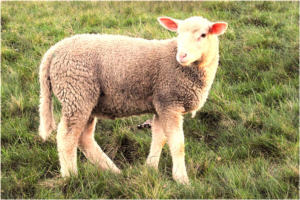 夢到丈夫想給我要的佛光碟是啥預兆_周公解夢官網