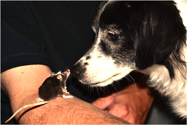 夢到了和女朋友的春夢是啥意思_周公解夢官網