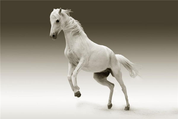 1990年出生的人什麼屬相的_十二生肖