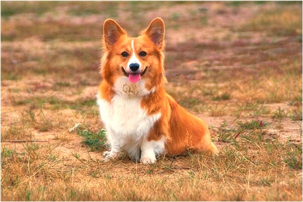 夢到了同事洗澡竟然沒在水裡預示什麼_周公解夢官網