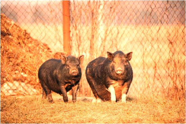 夢到褲子髒了換了條白色的有什麼意思嗎_周公解夢官網