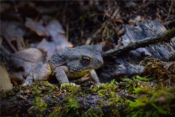 夢見活蟾蜍是什麼徵兆_周公解夢